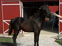 公马, Rocky Mountain Horse — 照片 6