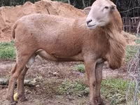 Carnero, Katum sheep — foto 2