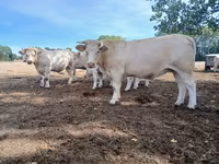 Vaca, Charolais cattle — foto 6
