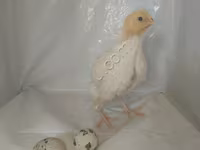 Quails — 3 зураг