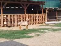 كبش, Edilbay sheep — الصورة 7