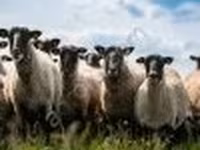 Carnero, Romanov sheep — foto 2