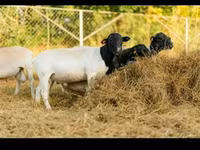 Carnero, Dorper sheep — foto 5