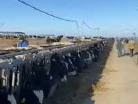 Үнээ, Казах цагаан толгойт үхэр — 8 зураг