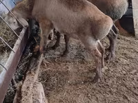 Sheep, West-Siberian mutton sheep — photo 3