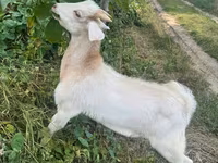 Cabro, Cabras — foto 3
