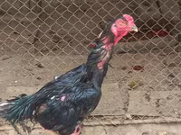 Chickens — फ़ोटो 1