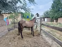 Азаргагүй морь, French Trotter — 2 зураг