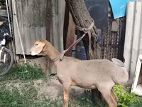 Хуц, Edilbay sheep — 6 зураг