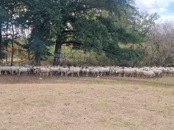 نعجة, Baerchuke sheep