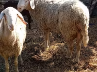 Ram, Assaf sheep — photo 5