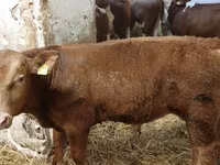 सांड, Simmental cattle — फ़ोटो 3