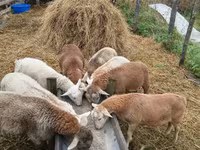 كبش, Baerchuke sheep — الصورة 7