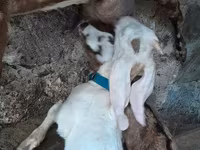 Cabro, Nubian Goat — foto 3