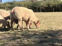 كبش, Charollais sheep — الصورة 3