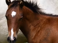 घोड़ा, Quarter Horse — फ़ोटो 2