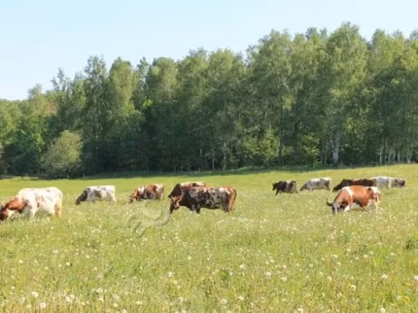 Vaca, Ganado vacuno — Rusia