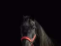 Азаргагүй морь, Trakehner — 3 зураг
