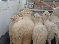 Oveja, Merino sheep — foto 5