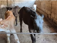 Cow, Belgian Blue — photo 4