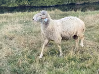 Хуц, Karakul sheep — 5 зураг