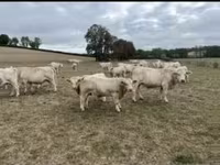 Toro, Charolais cattle — foto 3