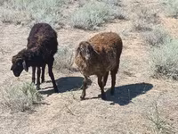كبش, Edilbay sheep — الصورة 1