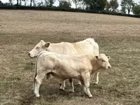 Toro, Charolais cattle — foto 1