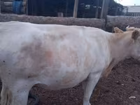 Үнээ, Swiss cattle — 8 зураг