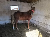 Адуу, Thoroughbred horse — 2 зураг