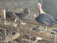 Turkeys — الصورة 3