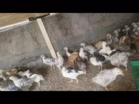 Chickens — Foto 2