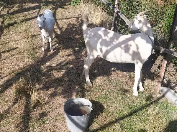 母山羊, LaMancha goats