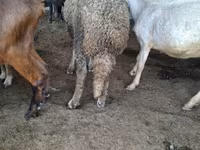 Carnero, Baerchuke sheep — foto 3