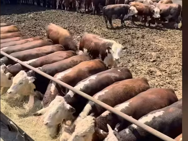 Bull, Cattle — Russia