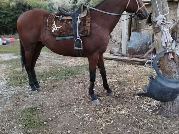 घोड़ा, Thoroughbred horse
