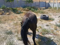 母马, Skyros Pony — 照片 4