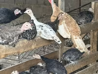 Turkeys — الصورة 1