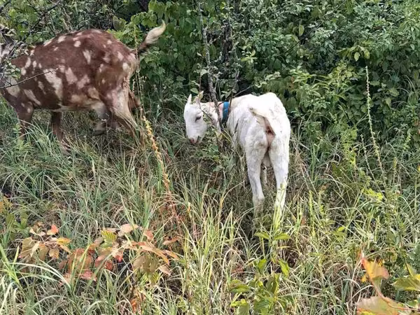 Cabro, Nubian Goat