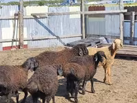 كبش, Baerchuke sheep — الصورة 4
