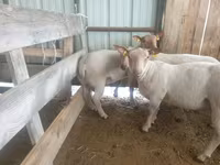 نعجة, Baerchuke sheep — الصورة 2