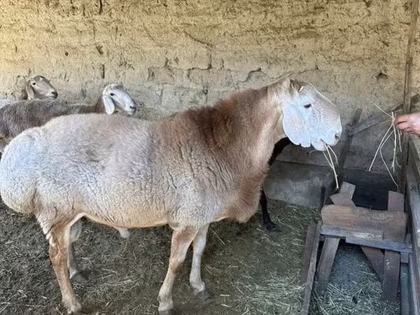كبش, Hissar sheep
