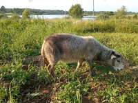 عنزة, Kejobong goat — الصورة 4