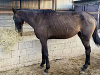 公马, Arabian horse — 照片 3