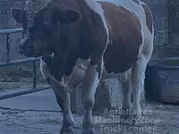Бух, Мэн-анжу — 5 зураг