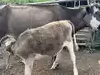 Cow, Cattle — photo 5