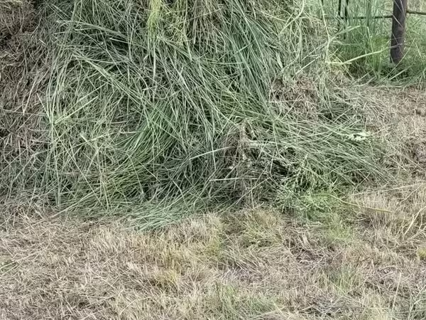 Бэлэн хадаад овоолсон өвс