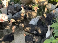 Turkeys — फ़ोटो 1