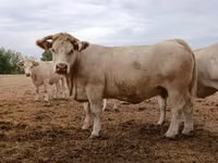 Vaca, Charolais cattle — foto 3