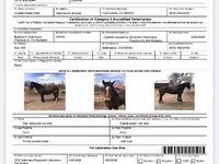 घोड़ा, Mustang — फ़ोटो 5